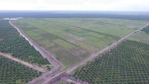 Read more about the article Legalisasi Deforestasi 20 Juta Hektar Hutan untuk Pangan dan Energi, Upaya Mengundang Bencana Ekologis